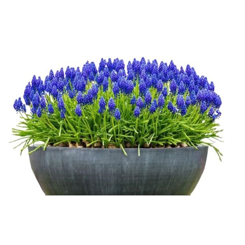 Muscari in a Pot