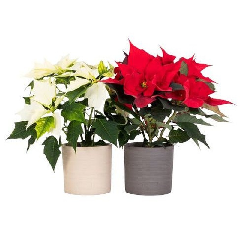 Set of PoiNsettia Ceramic Pot