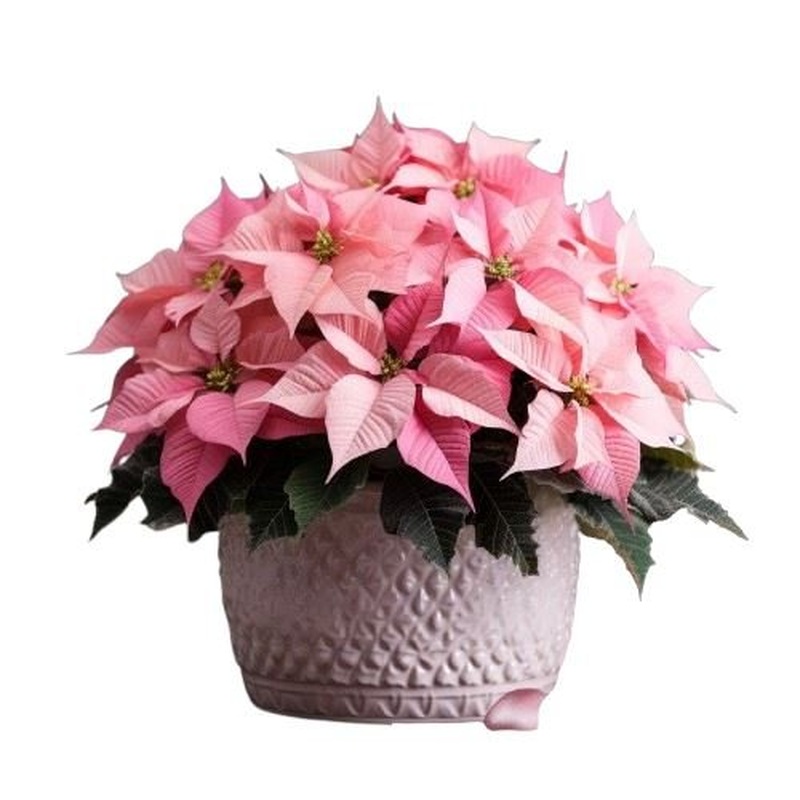 Stunning  Light Pink Poisenttia in Luxury Ceramic Pot