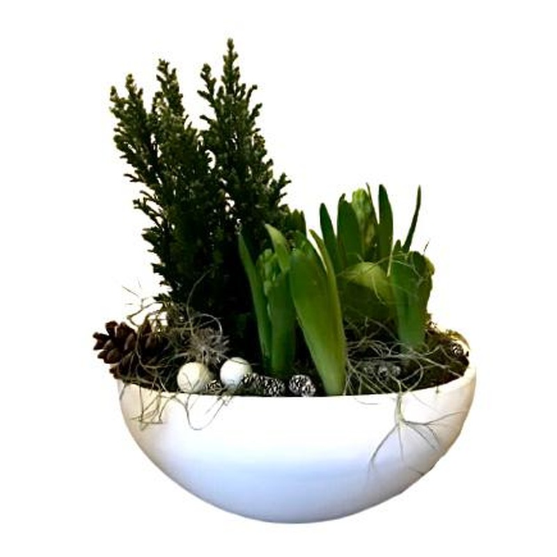 Christmas Pot with Hyacinth