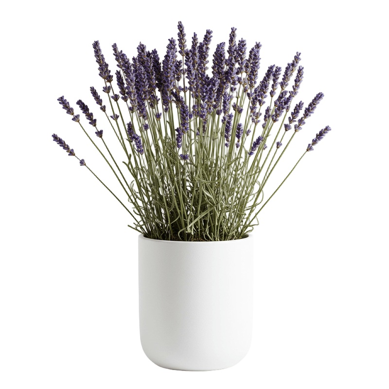 Dried Lavender Arrangement in a Pot